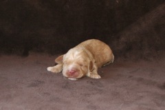 Green Boy, week 2, 1lb 2oz<br>