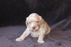 Green Boy, week 4, 2lb 5oz<br>
