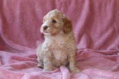 Green Boy, week 6, 4lb 10oz<br>Available Now
