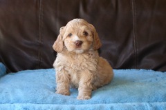 Green Boy, week 8, 5lb 8oz<br>Available Now