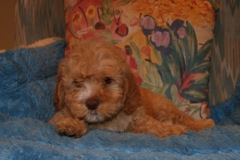 Green Boy, week 9, 5lb 6oz<br>Available Now