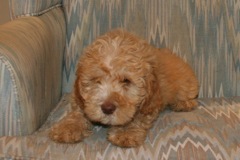 Green Boy, week 11, 7lb 12oz<br>Available Now