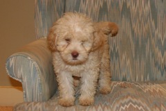 Red Girl, week 11, 6lb 9oz<br>Available Now