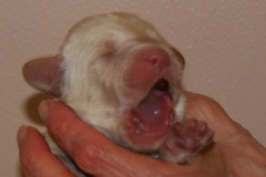 Blue Boy, week 1, 14.4oz<br>