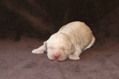 Blue Boy, week 2, 1lb 7oz<br>