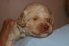Blue Boy, week 3, 2lb 3oz<br>