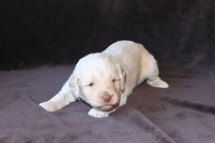 Blue Boy, week 4, 3lb 1oz<br>