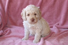 Blue Boy, week 6, 5lb 13oz<br>Available Now