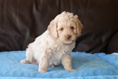 Blue Boy, week 7, 6lb 9oz<br>Available Now