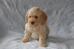 Blue Boy, week 8, 8lb 1oz<br>Available Now