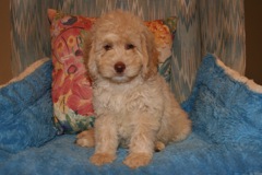 Blue Boy, week 9, 9lb 9oz<br>Available Now
