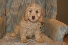 Blue Boy, week 11, 11lb 13oz<br>Available Now