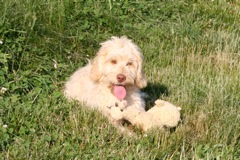 Picture of Australian Labradoodle