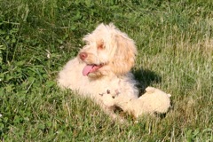 Picture of Australian Labradoodle