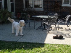 Layla & Dololly<br>
 