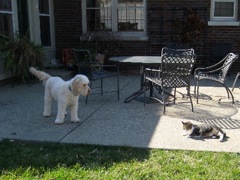 Layla & Dololly<br>
 