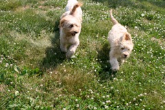 Picture of Australian Labradoodle