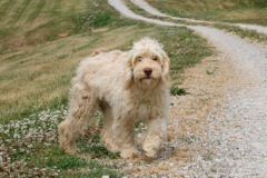 Picture of Australian Labradoodle