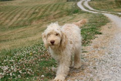 Picture of Australian Labradoodle