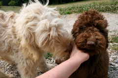 Picture of Australian Labradoodle