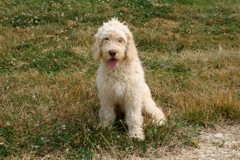 Picture of Australian Labradoodle