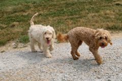Picture of Australian Labradoodle