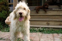 Picture of Australian Labradoodle