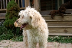 Picture of Australian Labradoodle