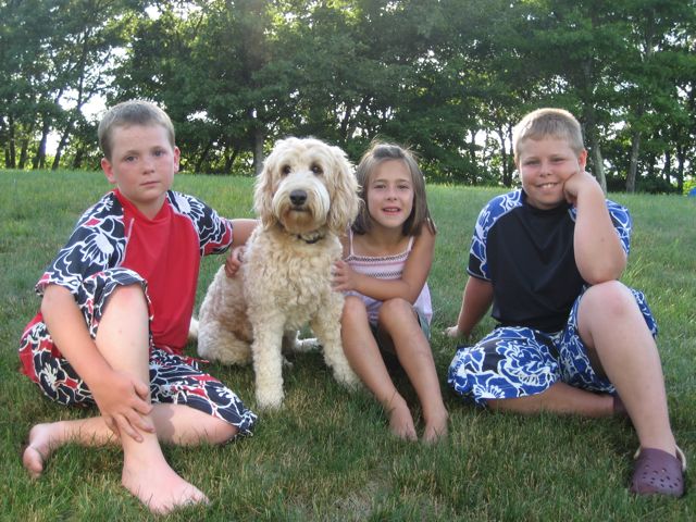 Picture of Australian Labradoodle