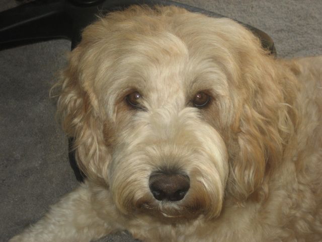Picture of Australian Labradoodle