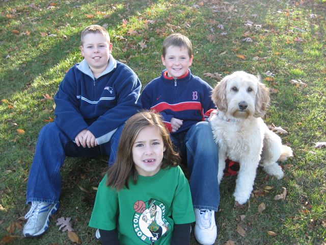 Picture of Australian Labradoodle