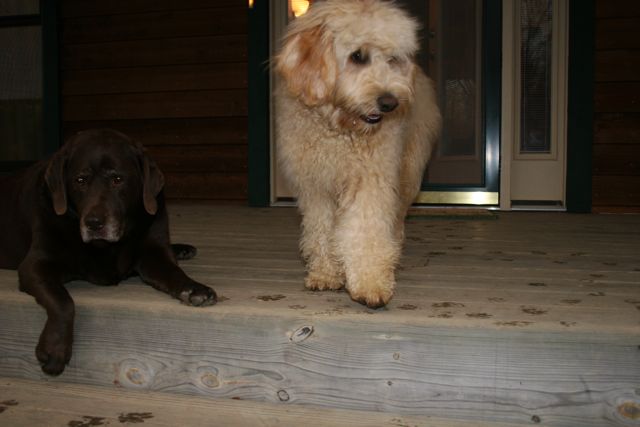 Picture of Australian Labradoodle