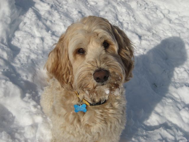 Picture of Australian Labradoodle