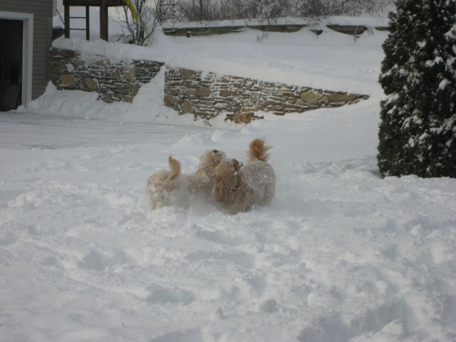 Picture of Australian Labradoodle