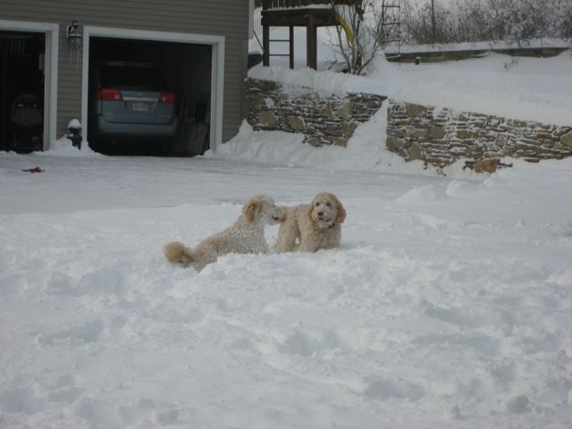Picture of Australian Labradoodle