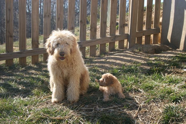 Picture of Australian Labradoodle