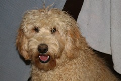 Picture of Australian Labradoodle