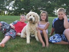 Picture of Australian Labradoodle
