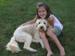 Picture of Australian Labradoodle