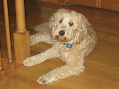 Picture of Australian Labradoodle