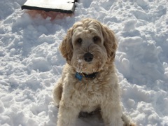 Picture of Australian Labradoodle