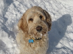 Picture of Australian Labradoodle