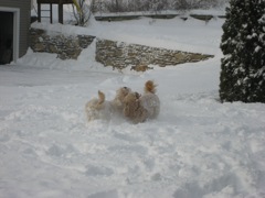 Picture of Australian Labradoodle