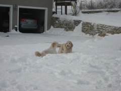 Picture of Australian Labradoodle