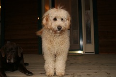 Picture of Australian Labradoodle