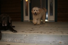 Picture of Australian Labradoodle