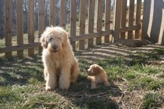 Picture of Australian Labradoodle