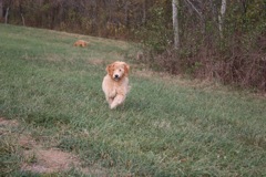 Picture of Australian Labradoodle