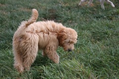 Picture of Australian Labradoodle