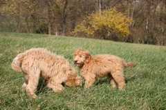 Picture of Australian Labradoodle